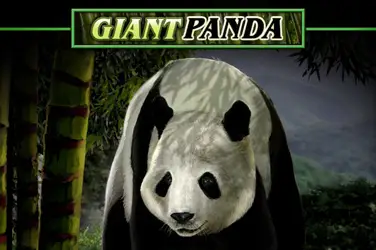 Panda géant indompté